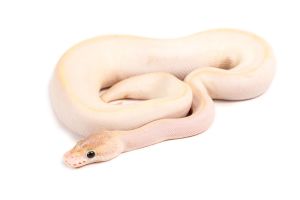 Python regius, ivory phantom
